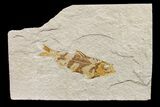Fossil Fish (Knightia) - Wyoming #159564-1
